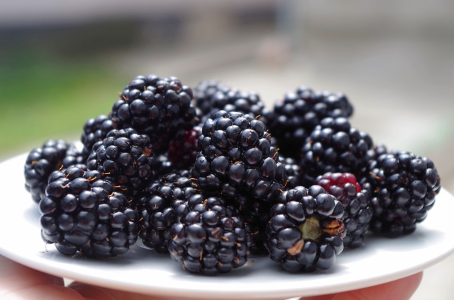 blackberries-dish